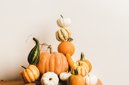 Colorful pumpkins for holiday, a Food & Drink Photo by Foxys