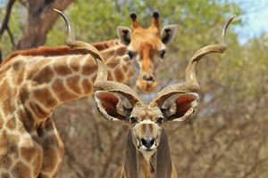 Antelope Bull - Natural Patterns