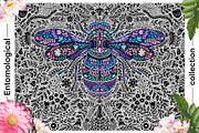 Entomological collection insect, a Decorative Illustration by Moonflora (Thumbnail 10 of 13)