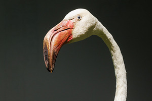Detail of the head of a stuffed greater flamingo, an Animal Photo by Bepslabor