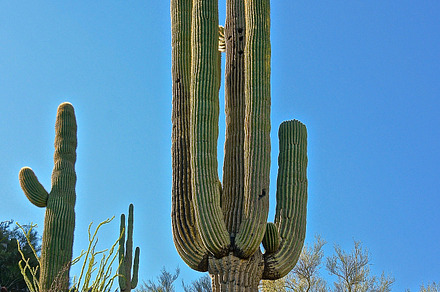 Shaded Cactus preview 6