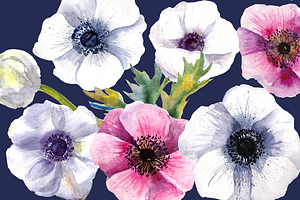 Watercolor Anemone Flowers Clipart