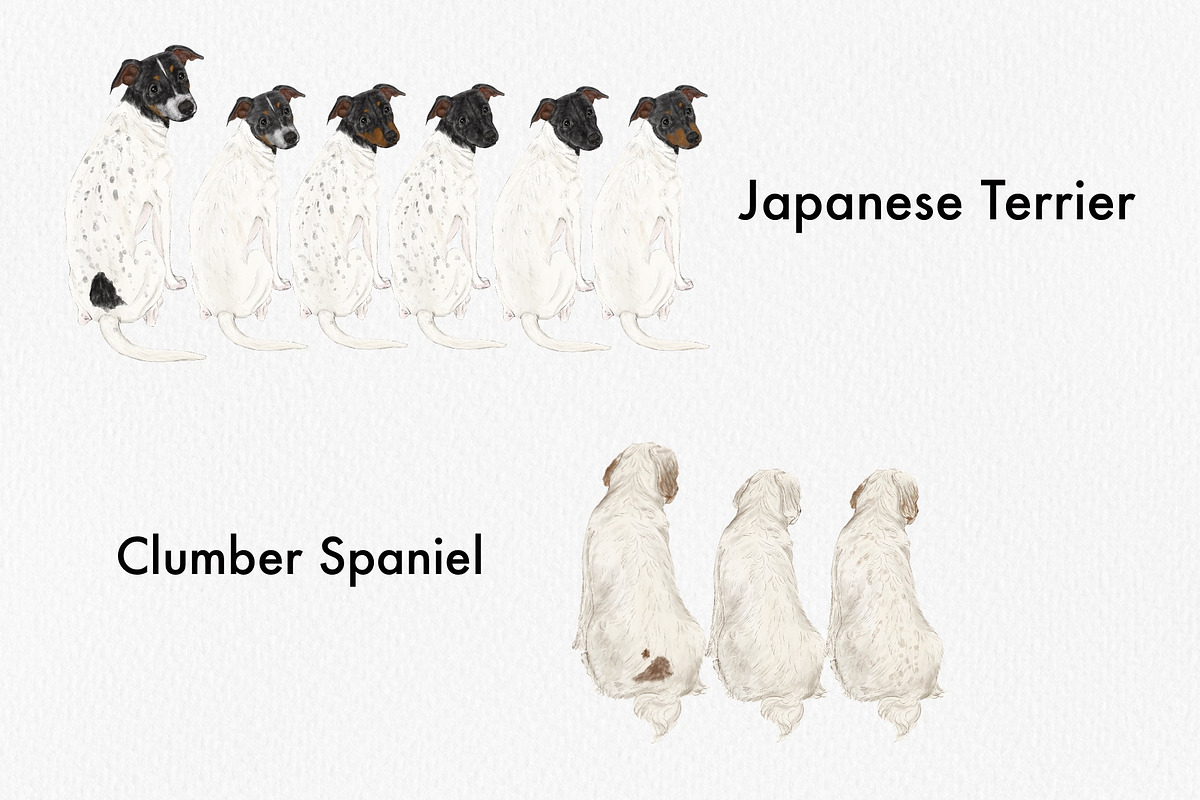 Watercolor dog breed clipart, an Animal Illustration by ColorfulPT (Photo 6 of 8)