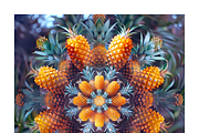 Muit Co · Retro Fruit Mandalas, a Food Illustration by milatovar (Thumbnail 14 of 22)