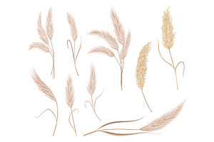 Pampas Grass Branches Collection