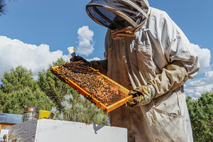 Beekeeper inspecting a hive frame in, a Person Photo by Perpis