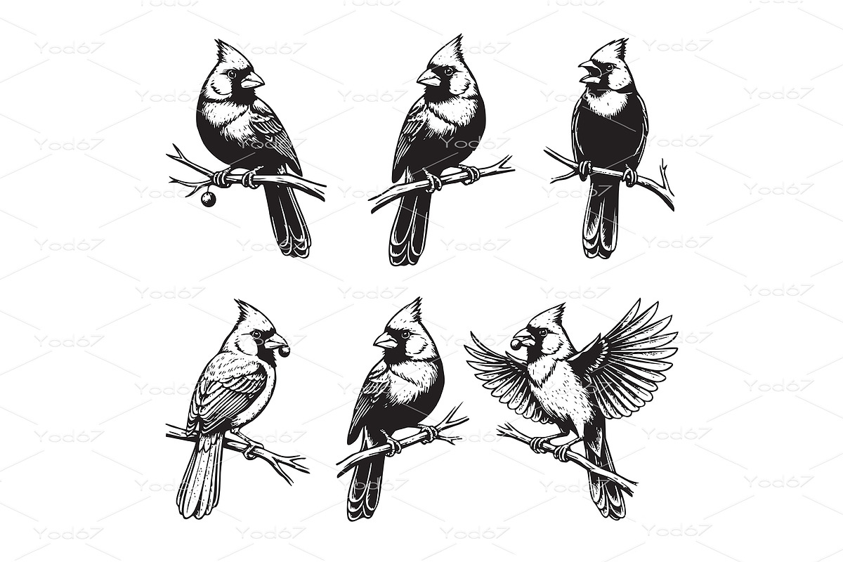 Northern Cardinal bird perched, an Animal Illustration by yod67