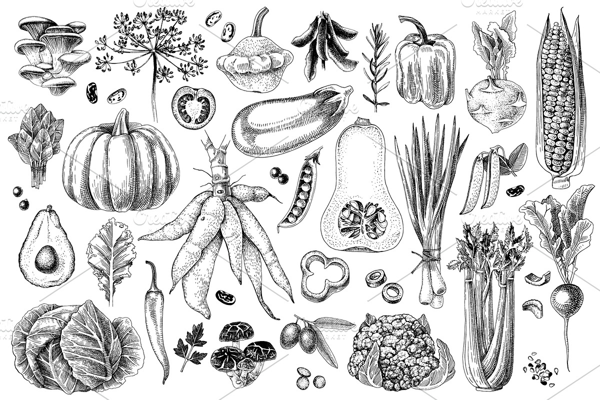 Ultimate vegetables set, a Food Illustration by handsketched (Photo 11 of 19)