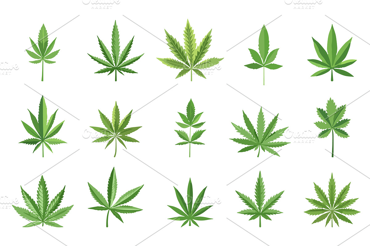 Marijuana Leaf set. Cannabis plant, an Object Illustration by Valerie Bodnar
