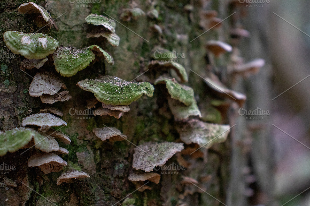 Mushrooms In The Forest Photography, a Nature Photo by Full Circle Design Studio (Photo 17 of 38)