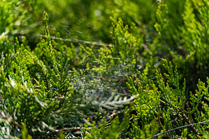 Evergreen border bush with spider net, a Nature Photo by Anna Bogush