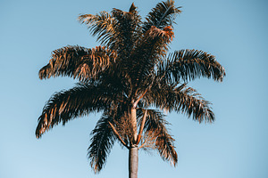 Sunlit tropical palm tree sky, a Nature Photo by SkyNext