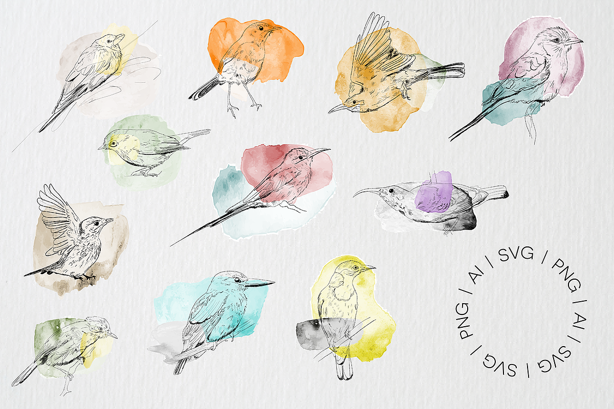 Birds of Africa Illustrations, a Decorative Illustration by CL Creative Studio (Photo 7 of 14)