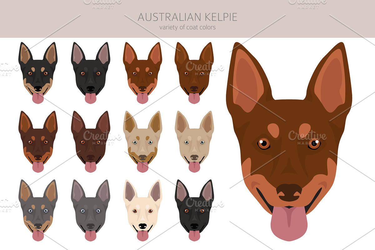 Australian Kelpie clipart, an Illustration by pet design shop (Photo 5 of 6)
