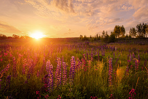 A stunning green field with tall grass and many purple and white, a Nature Photo by Eugene_Photo