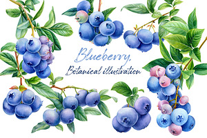 Blueberry, botanical illustration