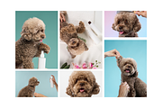 Pet Grooming Studio Photos for Brand, an Animal Photo by Animalistica (Thumbnail 2 of 3)