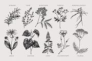 Apothecary Plants & Herbs Vector Set, a Healthcare Illustration by Yevheniia (Thumbnail 4 of 11)