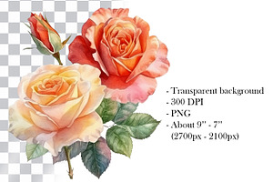 Peach Roses Watercolor Clipart. AI