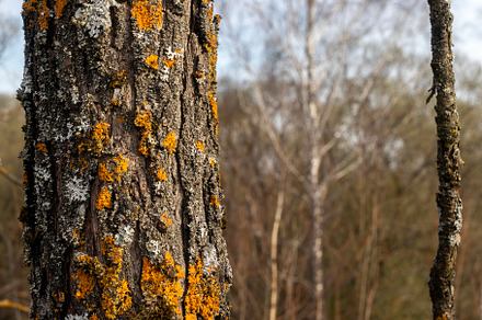 Lichen on a tree trunk., a Nature Photo by Schreibikus