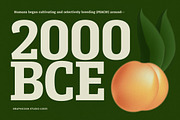 Serifnova, a Serif Font by graphicook (Thumbnail 5 of 10)