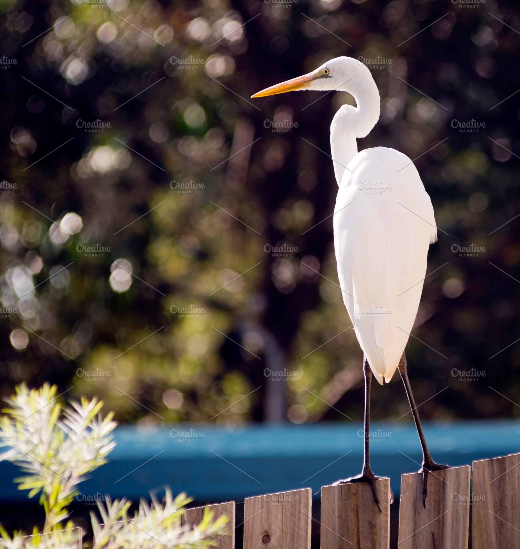Great Egret, an Animal Photo by THP Creative