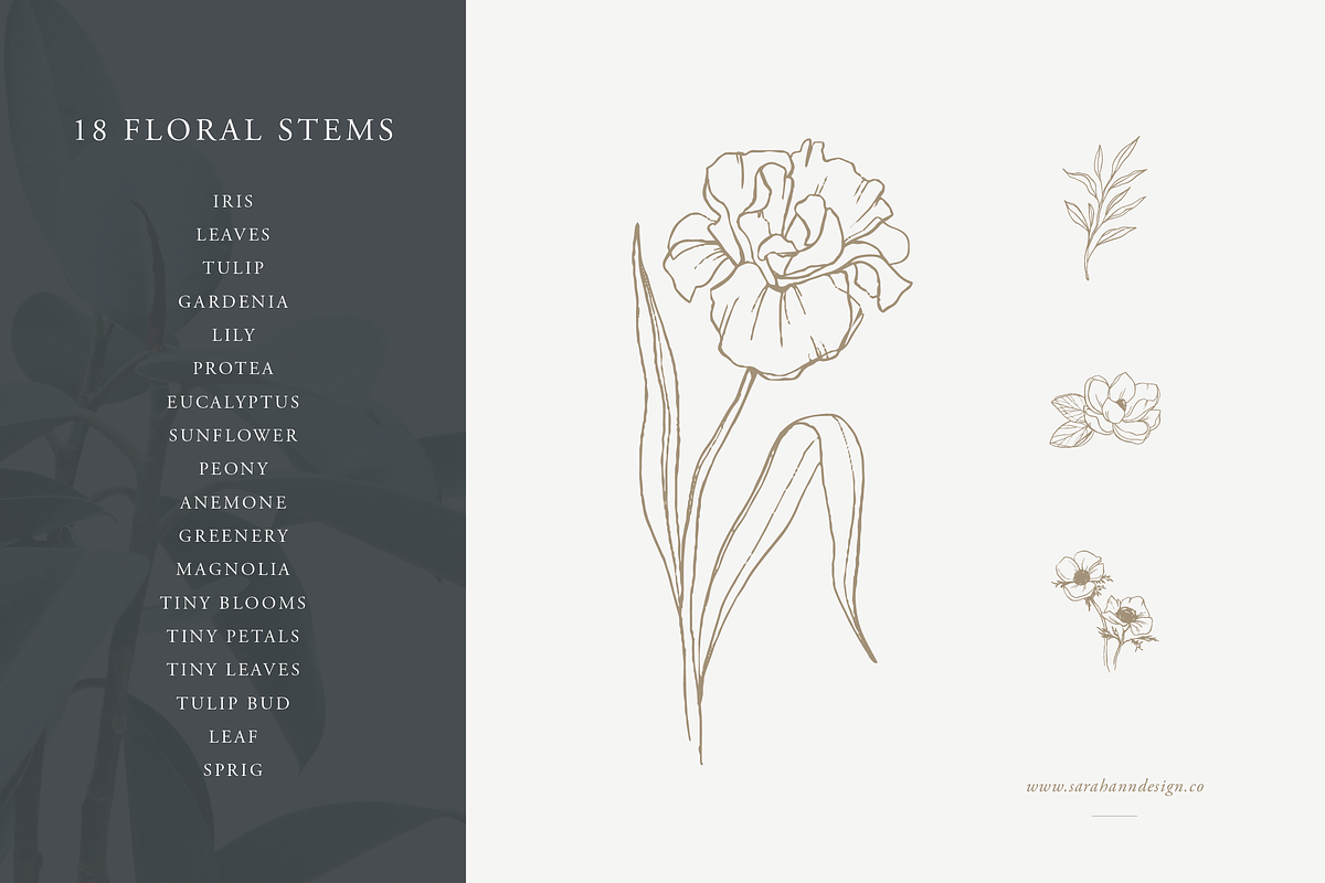 Floral Stems: Botanical Illustration, an Illustration by Sarah Ann Design (Photo 2 of 7)