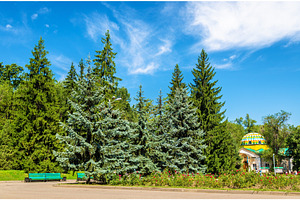 Blue spruces in Panfilov Park - Almaty, Kazakhstan, a Nature Photo by Leonid Andronov