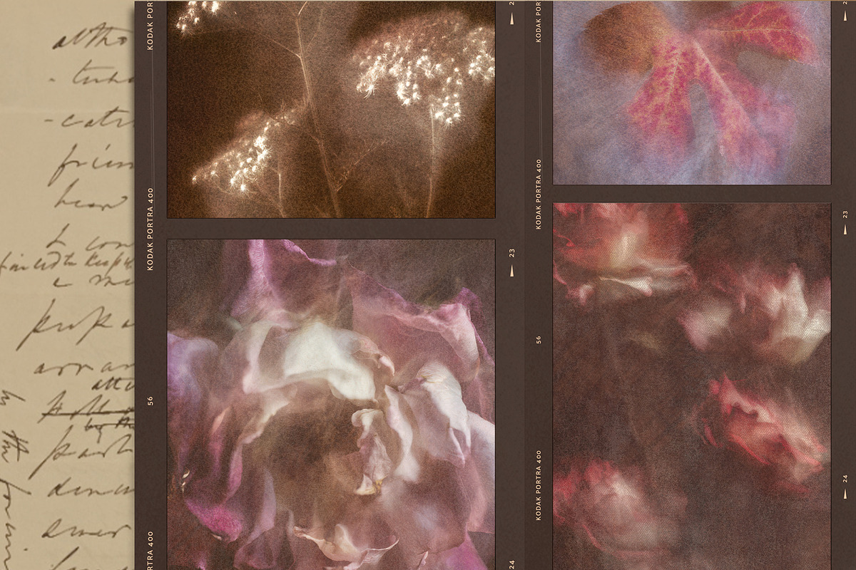 Lull · Brown Botanical Autumn Series, a Background Graphic by alonahaidash (Photo 4 of 16)