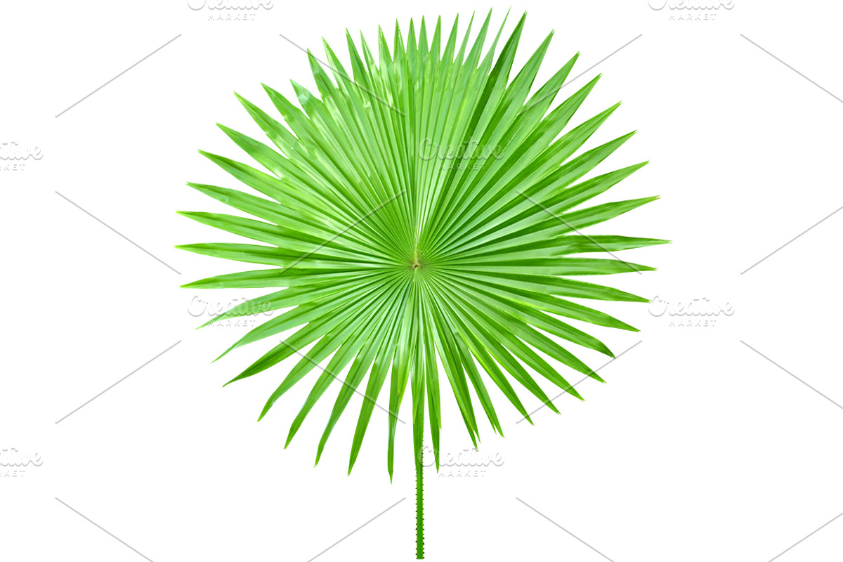 Palm Leaves Isolated, an Object Graphic by pixelworkz (Photo 7 of 7)