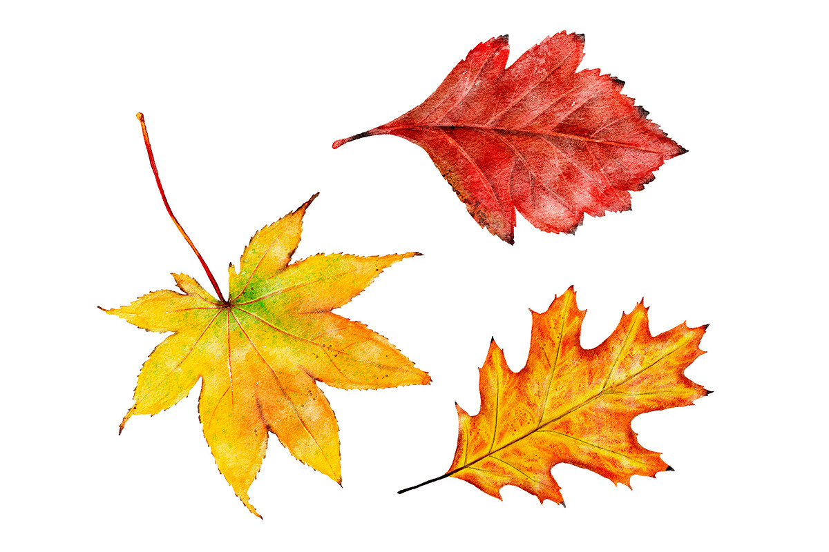 Watercolor autumn leaves clipart, a Seasonal Illustration by ArtfulStudio (Photo 4 of 7)