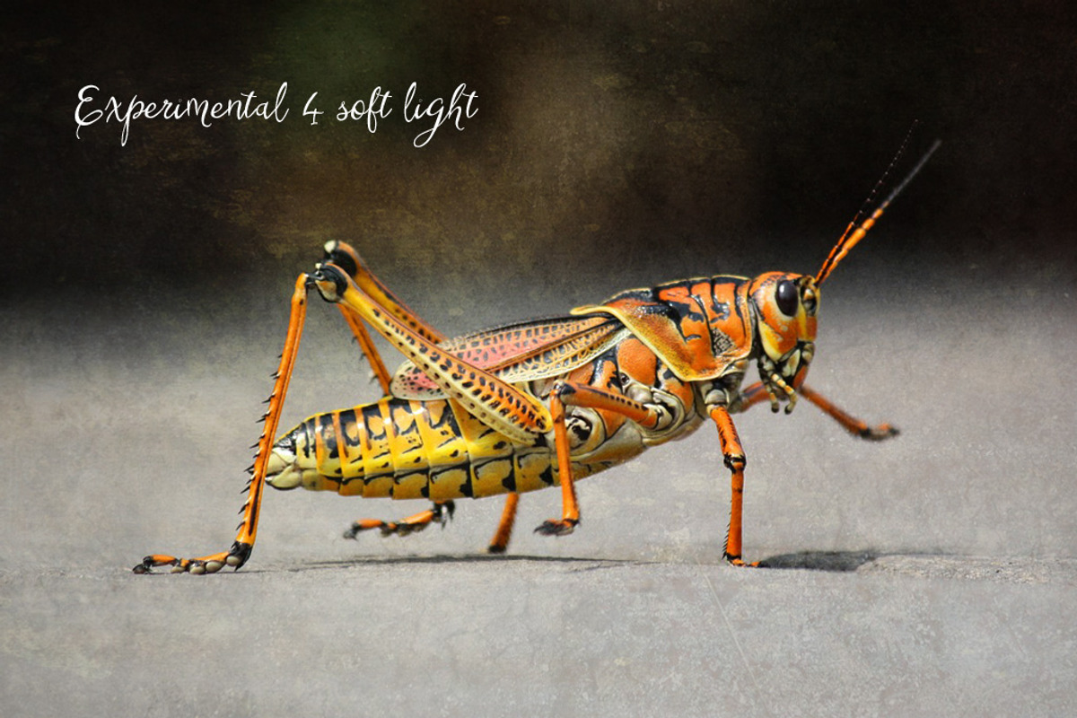 Experimental Digital Art Textures, a Texture Graphic by Alegreya (Photo 4 of 5)