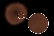 Animal Hair Brushes, a Brush Add-On by Velo Graphic Studio (Thumbnail 3 of 7)