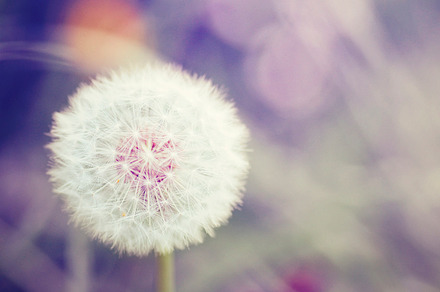 White dandelion vintage style