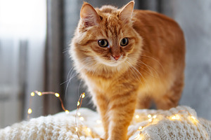 Cute ginger cat on white sweater featuring cat, cute, and ginger
