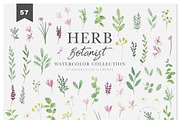 HERB BOTANIST watercolor clipart, a Decorative Illustration by Momo Studio (Thumbnail 5 of 15)