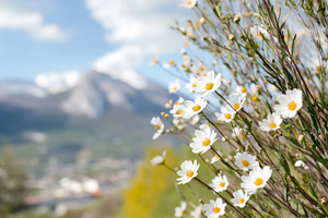 Spring holiday postcard with white d, a Photo by Dvoevnore photos