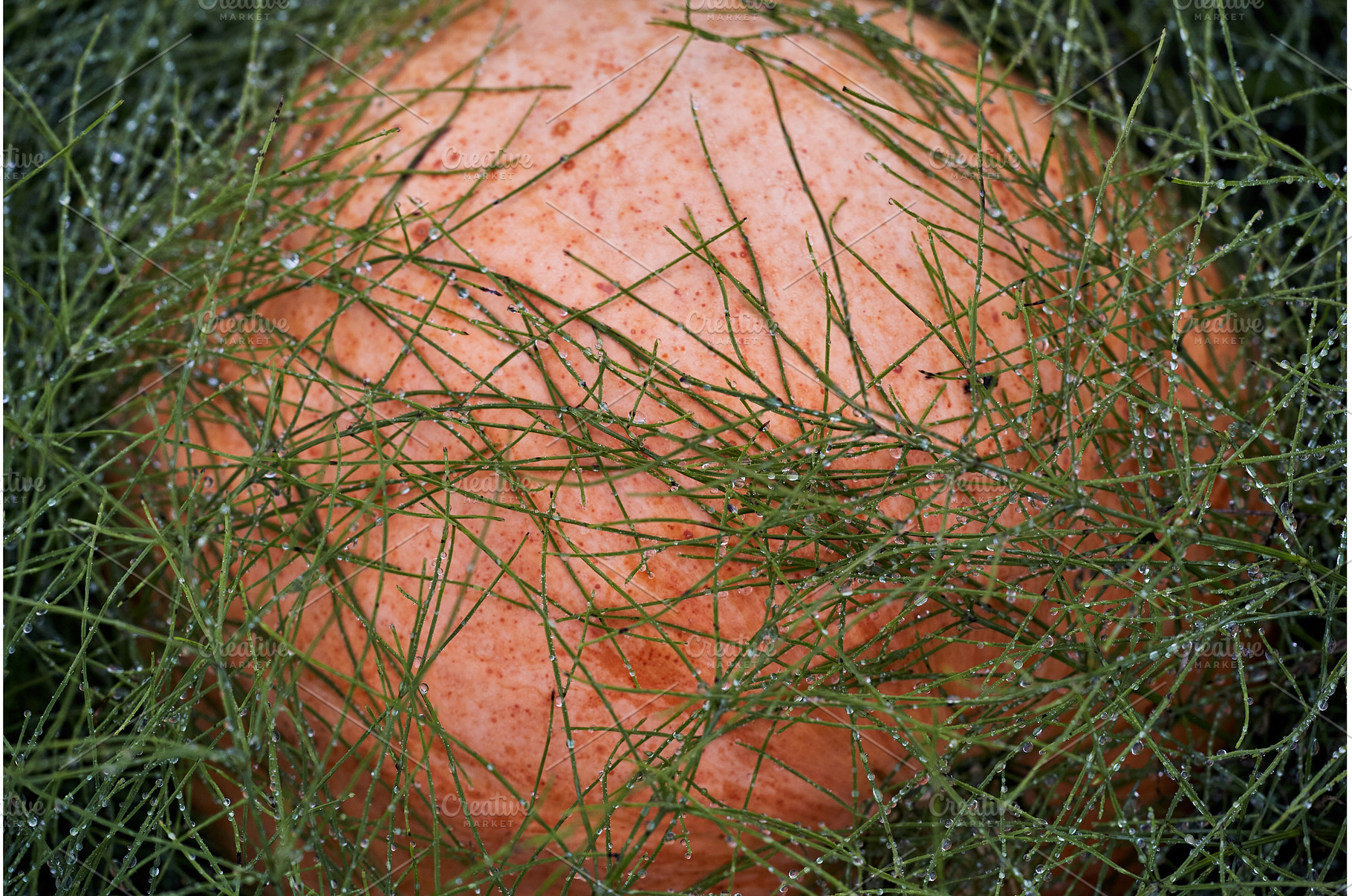 Pumpkin in Dew-Covered Grass, a Nature Photo by Rohan Photography