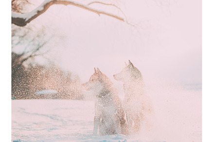 Two Siberian Husky Dogs Shrouded In, an Animal Photo by Our Amazing World