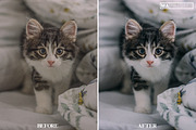10 CAT Lightroom Presets, a Preset Add-On by MaPresets (Thumbnail 15 of 15)
