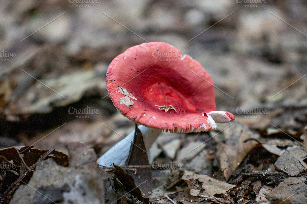 Mushrooms In The Forest Photography, a Nature Photo by Full Circle Design Studio (Photo 3 of 38)