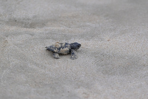 Release of baby turtles Olive Ridley