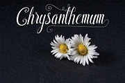 Shyntia Bella, a Script Font by Royaltype (Thumbnail 2 of 6)