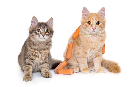 Grey and red kitten playing with sausages