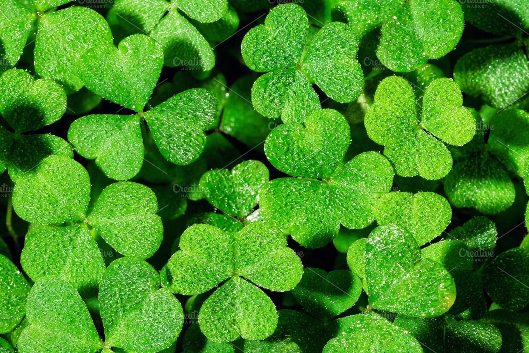 Green clover leaves covered with morning dew drops. Macro background of fresh t, a Nature Photo by Eugene_Photo