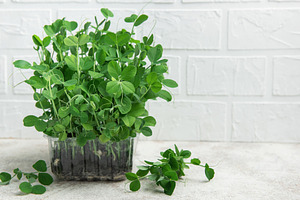 Fresh pea microgreens growing in transparent plastic container o, a Food & Drink Photo by Olena Rudo