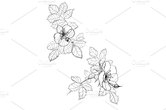 Dog Rose Flowers Pencil Drawing