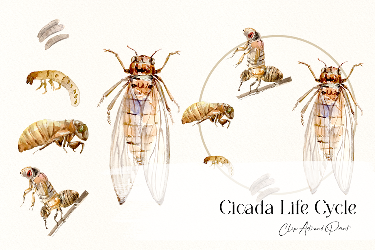 Cicada Life Cycle Clip Arts & Prints, an Education Illustration by Tati Bordiu (Photo 3 of 4)