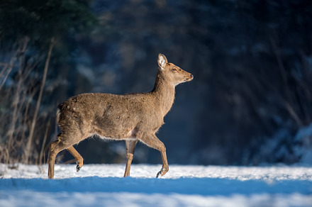 A young deer gracefully walks through a snowy forest during a br, an Animal Photo by Byrdyak