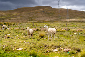White Llama and Alpacas in the Peruvian Plain, an Animal Photo by GoodGoods